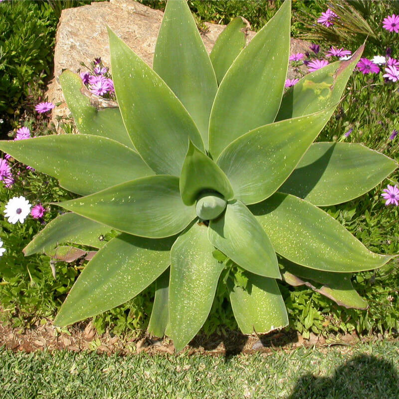 Agave atenuata